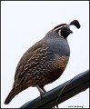 _0SB4605 california quail